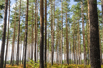 Image showing Beautiful pine tree forest