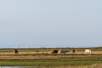 Image showing Grazing cows in a wetland