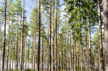 Image showing Beautiful forest background image