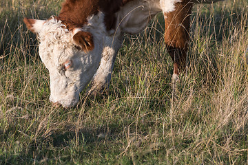 Image showing Head and nose of a grazing cow