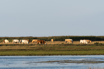 Image showing Herd of grazing cattle in a marshland