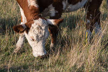 Image showing Grazing cow closeup