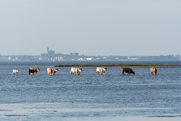 Image showing Cattle on the go in the water