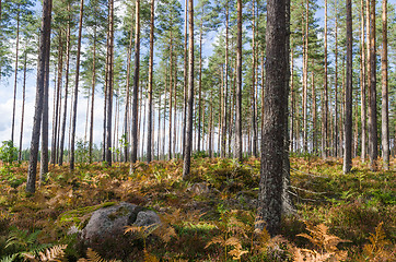 Image showing Bright forest by fall season