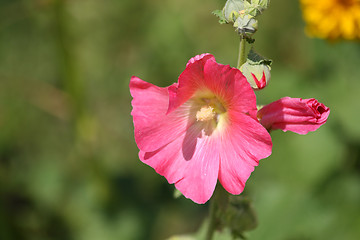 Image showing Malva