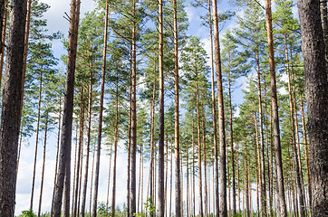 Image showing Beautiful tree trunks background