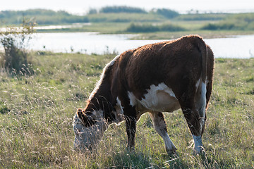 Image showing Grazing cow in a coastal grassland