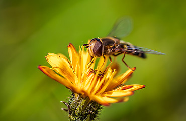 Image showing Bee collects nectar from flower crepis alpina