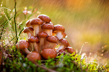 Image showing Armillaria Mushrooms of honey agaric In a Sunny forest in the ra