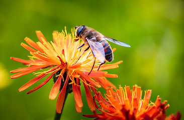 Image showing Bee collects nectar from flower crepis alpina