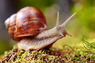 Image showing Helix pomatia also Roman snail, Burgundy snail