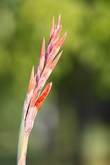 Image showing Gladiolus