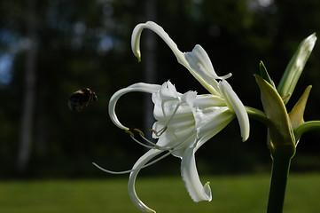 Image showing Bumblebee and Flower