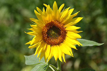 Image showing Sunflower