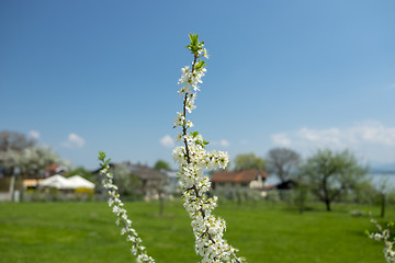 Image showing Flowers Fraueninsel Chiemsee