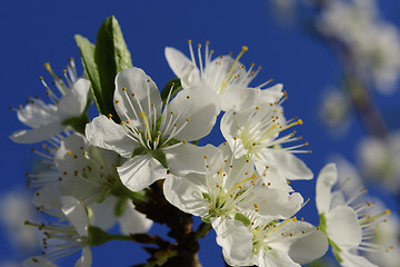 Image showing Cherry blossoms in spring