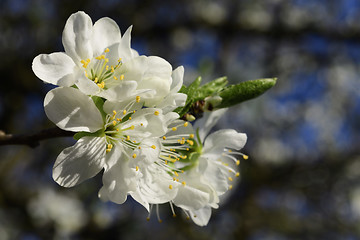 Image showing Cherry blossoms in spring