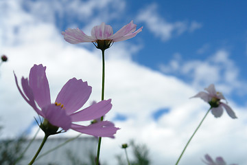 Image showing Cosmoses in full bloom