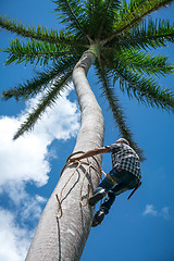 Image showing Adult male climbs coconut tree to get coco nuts