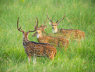 Image showing Sika or spotted deers herd in the elephant grass