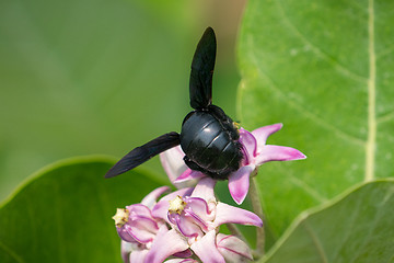 Image showing Xylocopa valga or carpenter bee on Apple of Sodom flowers