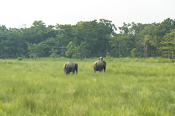 Image showing Mahout or elephant rider with two elephants