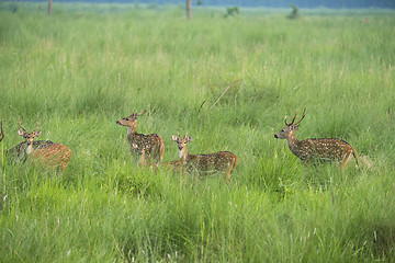 Image showing Sika or spotted deers herd in the elephant grass