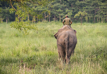 Image showing Mahout or elephant rider riding a female elephant