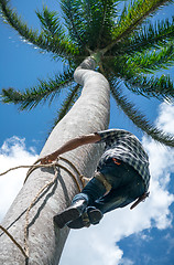 Image showing Adult male climbs coconut tree to get coco nuts