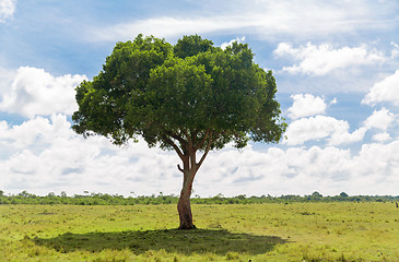 Image showing acacia tree in african savanna