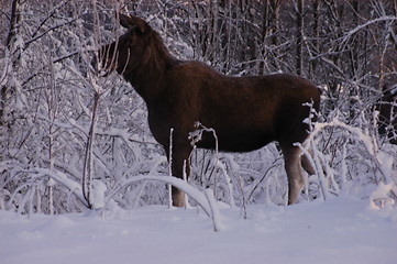 Image showing Moose