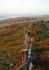 Image showing wooden fence through ice plant at beach