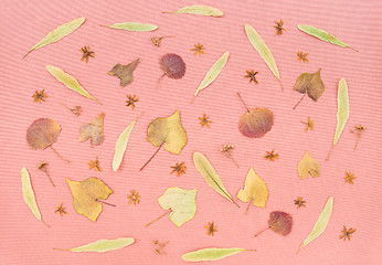 Image showing Autumn leaves and flowers on pastel pink background