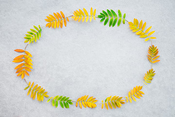 Image showing Frame made of vibrant ashberry tree leaves