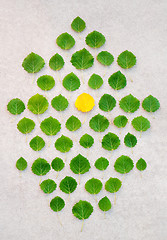 Image showing Green leaves with one yellow in the middle