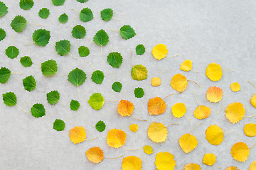 Image showing Summer and autumn leaves transition