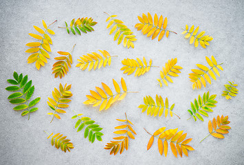 Image showing Golden ashberry tree leaves on concrete background