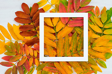 Image showing White frame on colorful ashberry tree leaves background