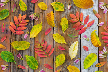 Image showing Colorful autumn leaves on old rustic wood background