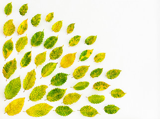 Image showing Vibrant alder tree leaves on white canvas background