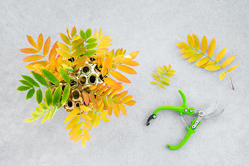 Image showing Colorful ashberry tree leaves and garden clippers