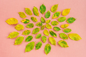 Image showing Colorful alder tree leaves on pastel pink background