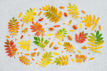 Image showing Autumn ashberry tree leaves and fruits