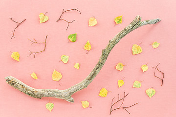 Image showing Fallen leaves and tree branch on pastel pink background