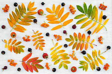 Image showing Colorful ashberry tree leaves, berries and wild rose fruits