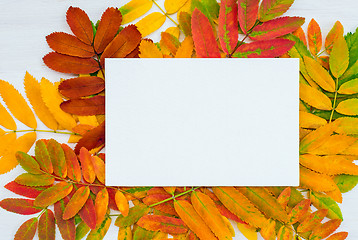 Image showing Blank white canvas on colorful ashberry tree leaves background