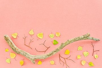 Image showing Autumn leaves and mossy tree branch on pink background