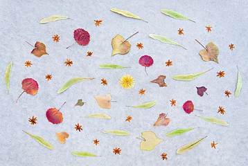 Image showing Autumn leaves and dried flowers on concrete background