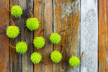 Image showing Green chestnuts on rustic wooden background