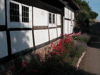 Image showing Flowers